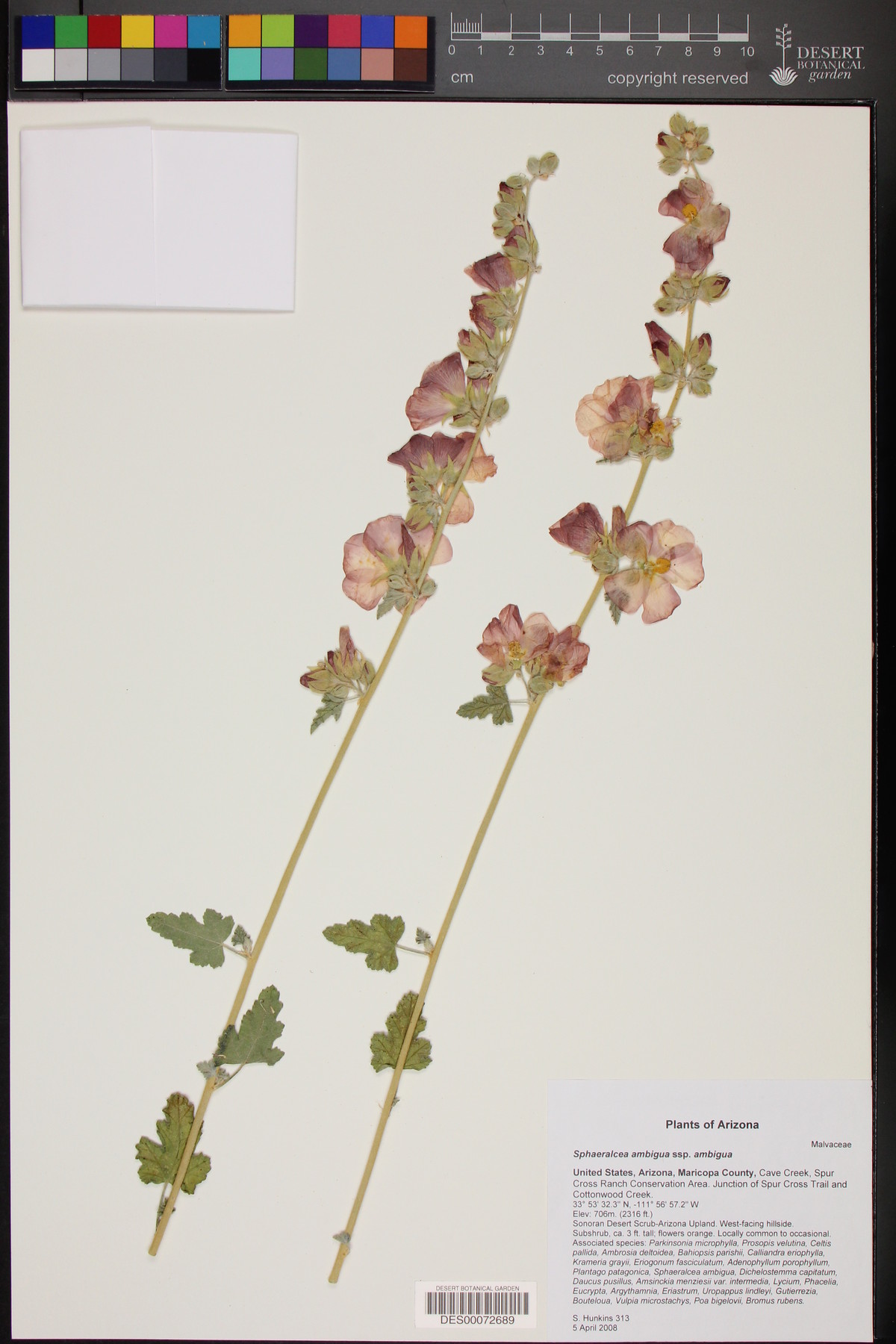 Sphaeralcea ambigua subsp. ambigua image