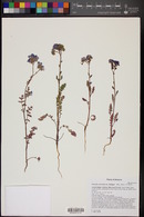 Phacelia crenulata var. ambigua image