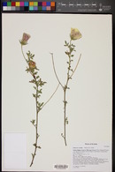 Hibiscus coulteri image