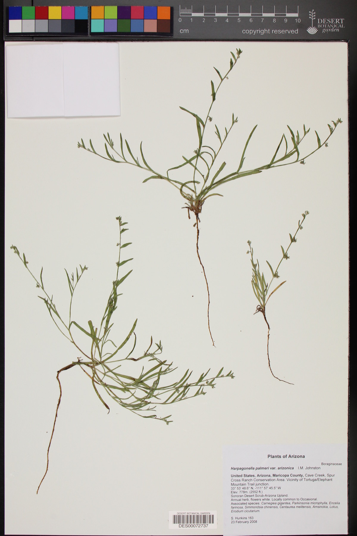 Harpagonella arizonica image