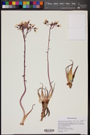 Dudleya saxosa subsp. collomiae image