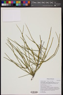 Ephedra aspera image