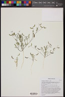 Astragalus nuttallianus image