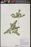 Acmispon brachycarpus image