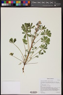 Lupinus succulentus image