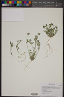 Trifolium albopurpureum image