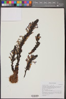 Orobanche cooperi image