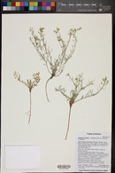 Physaria rectipes image