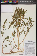 Amaranthus powellii image