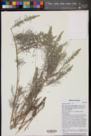 Artemisia filifolia image