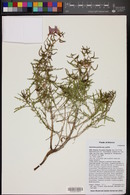 Oenothera pallida image