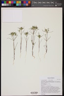 Linanthus bigelovii image