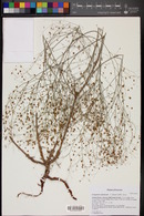 Eriogonum arizonicum image