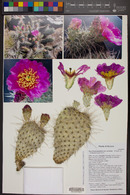 Opuntia polyacantha image