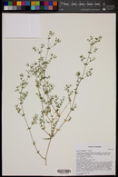 Galium stellatum image