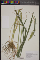 Echinochloa crus-galli image