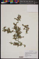 Sarcomphalus obtusifolius image