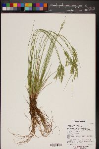 Juncus interior image