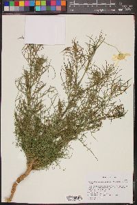 Senecio flaccidus var. monoensis image