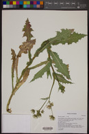 Sonchus asper image