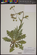 Sonchus asper image