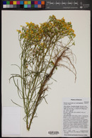 Senecio spartioides image