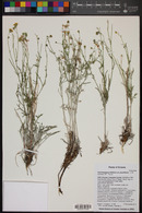 Hymenopappus filifolius var. pauciflorus image