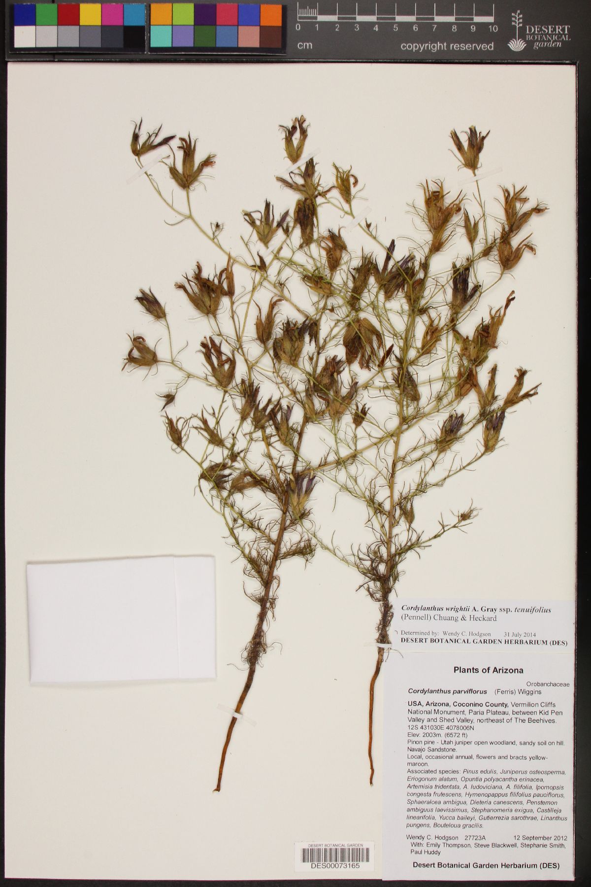 Cordylanthus wrightii subsp. tenuifolius image