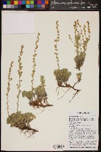 Artemisia frigida image