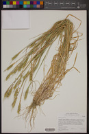 Phalaris paradoxa image