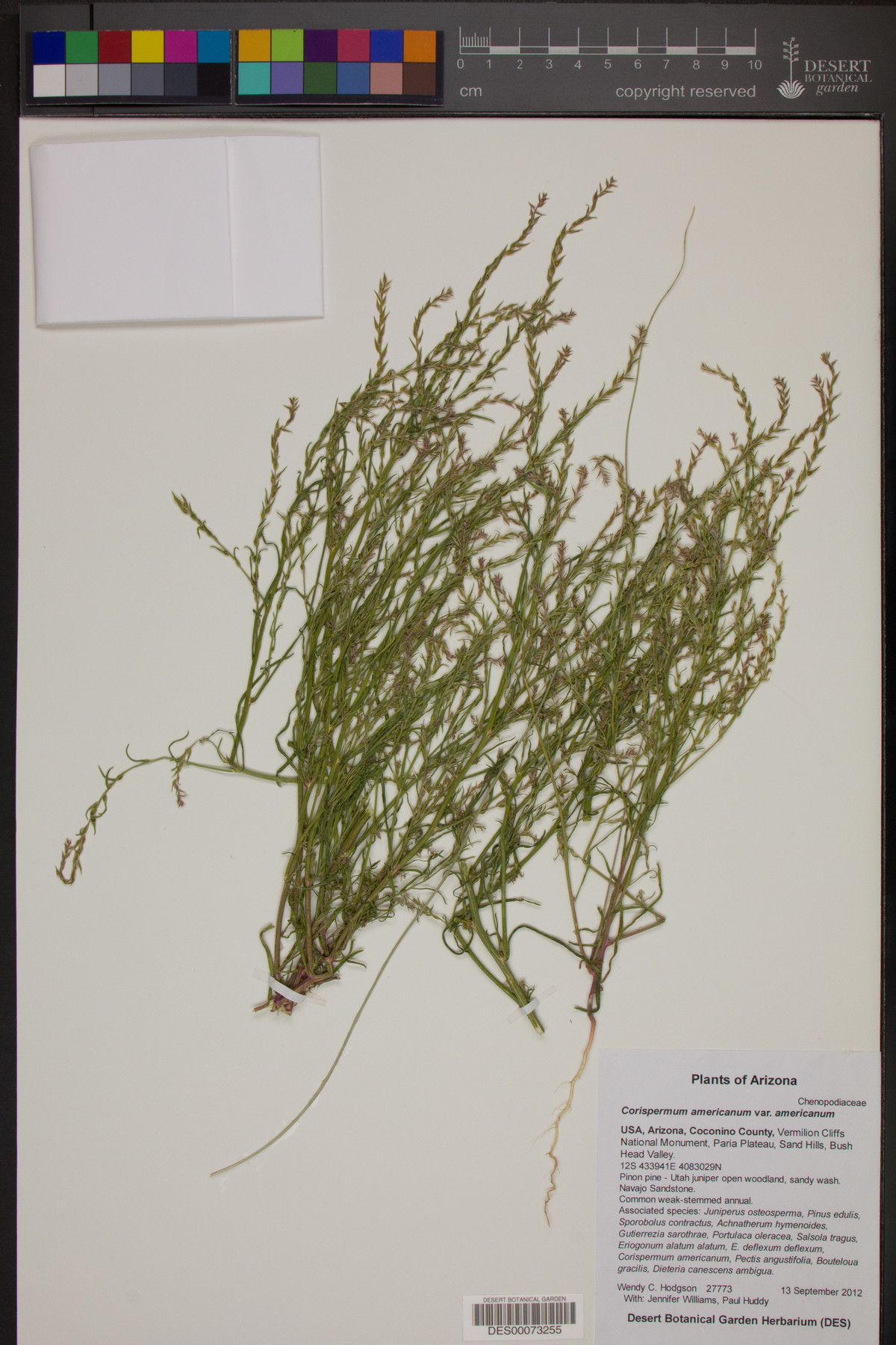 Corispermum americanum var. americanum image