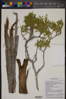 Juniperus osteosperma image