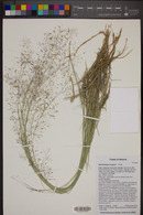 Muhlenbergia pungens image