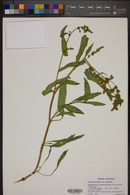Rumex salicifolius var. utahensis image