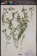 Astragalus subcinereus image