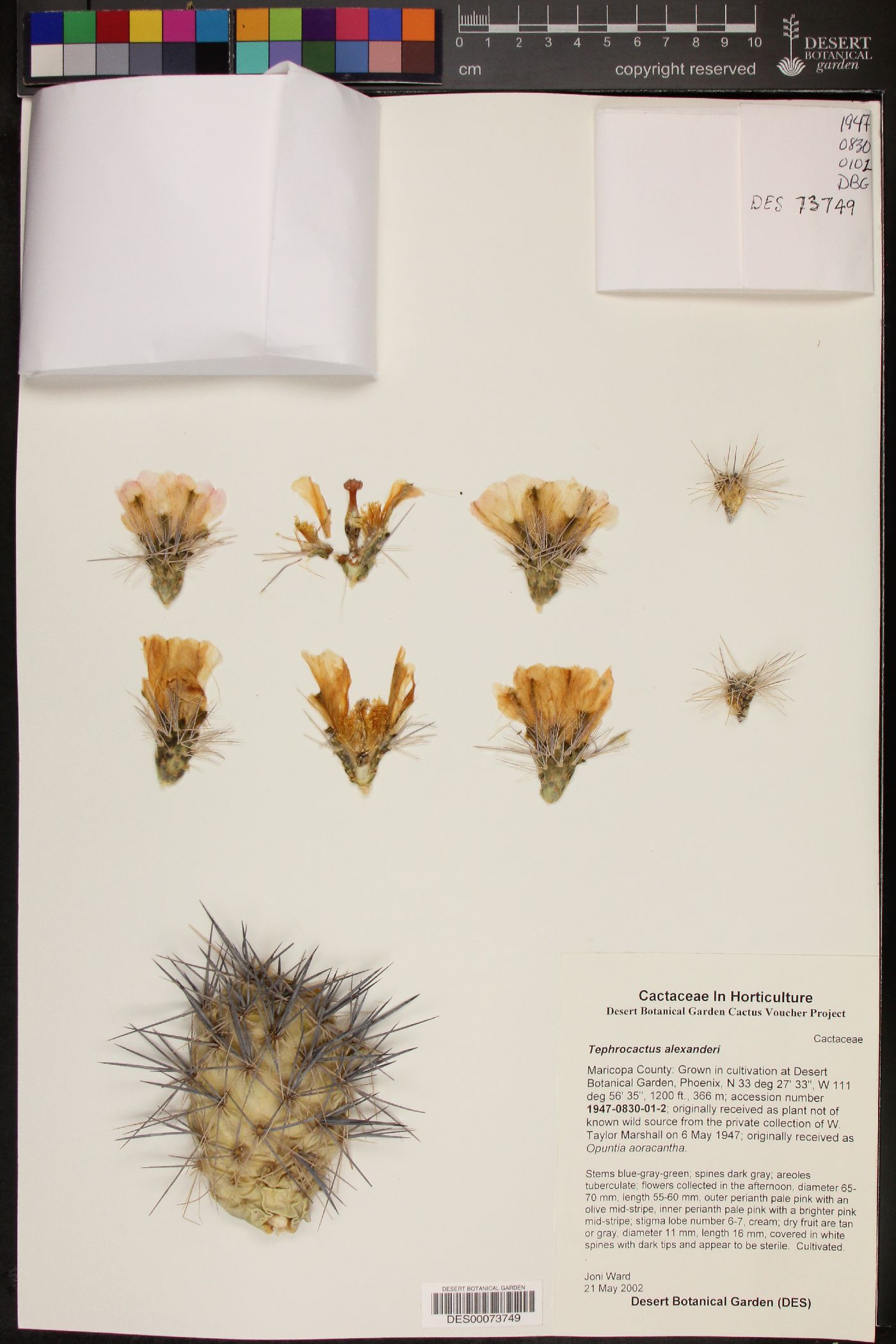 Tephrocactus alexanderi image