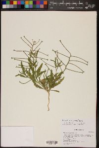 Matthiola parviflora image