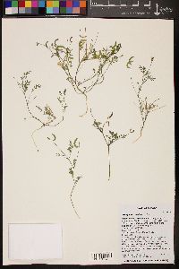 Astragalus nuttallianus image
