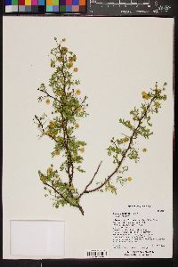 Acacia constricta image