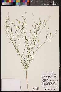 Ipomopsis longiflora image