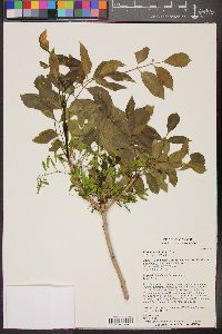 Fraxinus velutina image