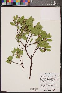 Arctostaphylos patula image