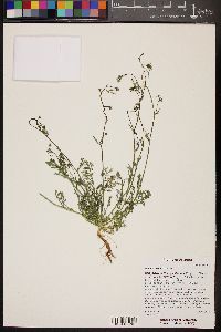 Gilia clokeyi image