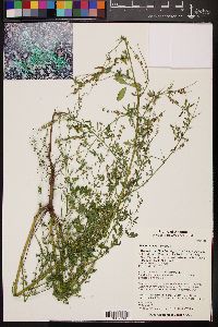 Melilotus albus image