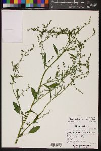 Chenopodium berlandieri image