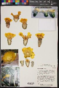 Opuntia robusta image