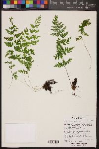 Woodsia neomexicana image