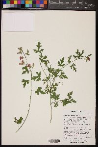 Sphaeralcea rusbyi image