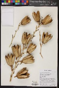 Yucca elata image