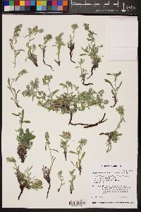 Oreocarya suffruticosa image